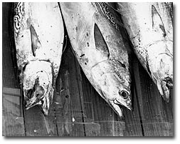 fish on dock at wachapreague marina by holly rawson