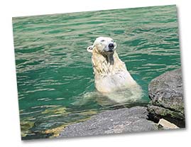 polar bear at baltimore zoo by holly rawson